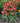 Sombrero Poco™ Hot Coral Coneflower