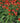 Sombrero® Flamenco Orange Coneflower