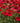 Sombrero® Salsa Red Coneflower