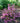 Sonic Bloom Wine® Weigela