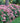 Spirit II Incrediball Hydrangea