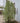 Standing Ovation™ Serviceberry