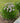 Summer Peek-A-Boo® Ornamental Onion