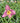 'Summer Wine' Daylily