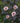 Summer Wine® Ninebark