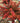 Sunjoy Orange Pillar® 'NCBT3' PPAF Barberry