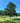 Swamp White Oak