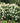 Tardiva® Hydrangea
