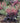 'Timeless Night' Heuchera