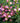 Tiny Tortuga™ Dwarf Turtlehead