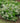 'Tor' Spirea