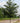 Triumph™ Elm