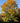 Triumph™ Elm