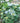 Tuff Stuff Ah-Ha® Mountain Hydrangea