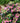 Tuff Stuff Top Fun™ Mountain Hydrangea
