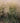 Tufted Hair Grass