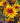 Tuscan Gold™ False Sunflower