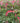 Valentine® 'Hordival' PP22739 Bleeding Heart