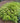 Variegated Japanese Forest Grass