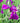 Variegated Japanese Iris