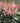 'Vision in Pink' Chinese Astilbe