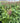 'Visions' Chinese Astilbe