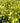 Winecraft Gold® Smokebush
