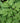 White Baneberry