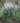 White Wild Indigo Baptisia