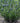 Willow Leaf Blue Star