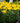 Yellow Dwarf Asiatic Lily