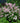 Yuki Cherry Blossom® Deutzia
