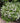 Yuki Snowflake® Deutzia