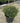 Mr. Bowling Ball Arborvitae
