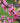 Eastern Redbud Cercis Canadensis