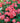 Coral Drift® Groundcover Rose