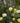 Easy Elegance® High Voltage Rose