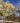 Common Hackberry