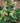 JetStream™ Hydrangea
