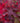 JetStream™ Hydrangea