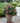 Little Quick Fire® Hydrangea