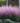 Korean Feather Reed Grass