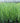 'Northwind' Switch Grass