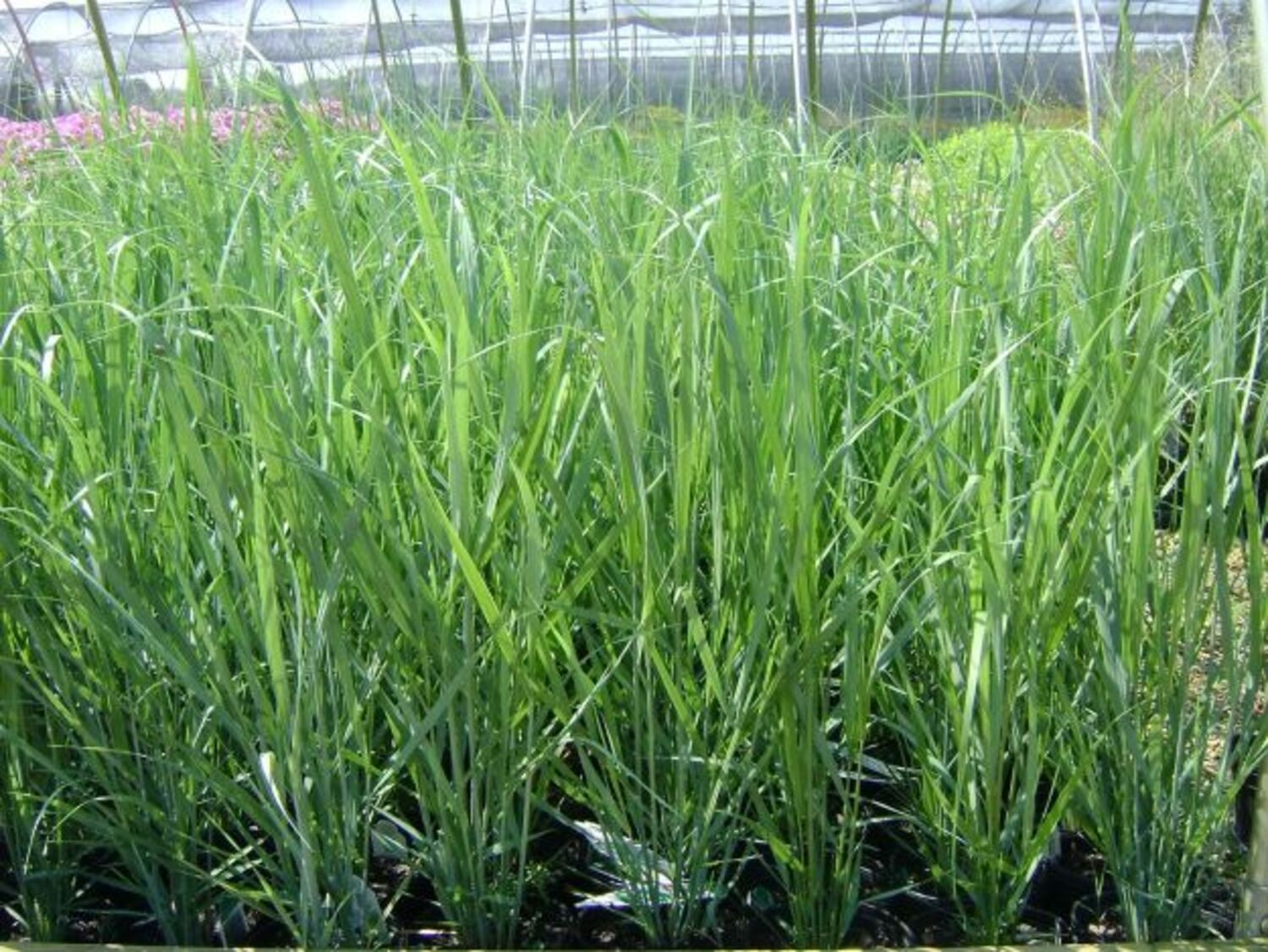 Switchgrass Deep Roots 'Northwind' Switch Grass – Roots & All Supply Co.