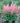 Pink Revolution Coralbells Heuchera