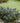 Pugster Blue® Butterfly Bush