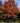 Red Oak