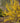 Show Off® 'Mindor' Forsythia