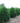 Mission or Techny Arborvitae
