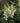 'Vision in White' Chinese Astilbe